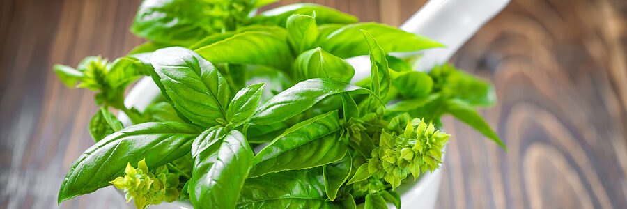 Heart healthy Basil in brown pot